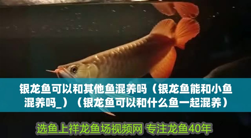 我的虎魚真菌感染了要怎么處理 銀龍魚可以和其他魚混養嗎(銀龍魚能和小魚混養嗎_)(銀龍魚可以和什么魚一起混養) 銀龍魚百科 銀龍魚可以和其他魚混養嗎(銀龍魚能和小魚混養嗎_)(銀龍魚可以和什么魚一起混養) 銀龍魚可以和其他魚混養嗎(銀龍魚能和小魚混養嗎_)(銀龍魚可以和什么魚一起混養) 銀龍魚百科