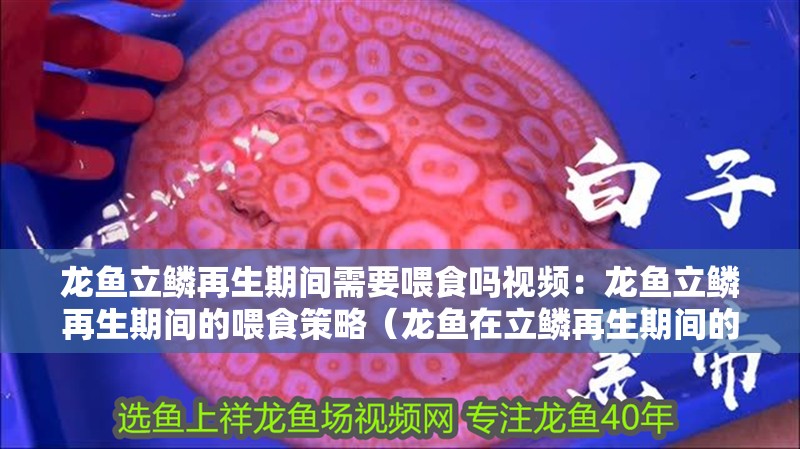 龍魚立鱗再生期間需要喂食嗎視頻：龍魚立鱗再生期間的喂食策略（龍魚在立鱗再生期間的飲食管理）