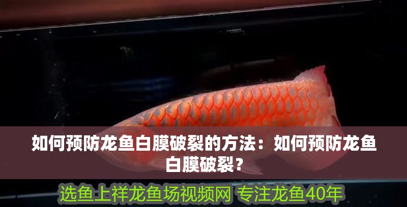 如何預防龍魚白膜破裂的方法：如何預防龍魚白膜破裂？