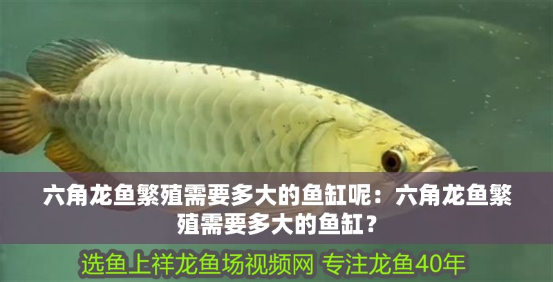 六角龍魚繁殖需要多大的魚缸呢：六角龍魚繁殖需要多大的魚缸？