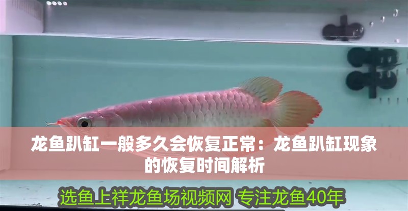 龍魚趴缸一般多久會恢復正常：龍魚趴缸現象的恢復時間解析