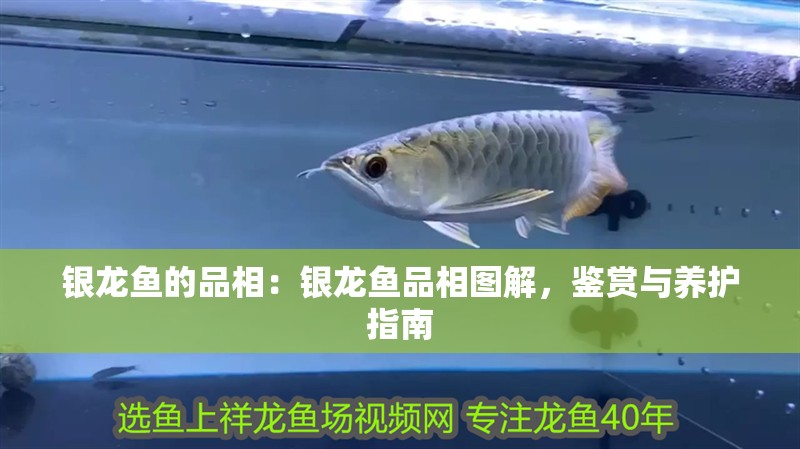 魚缸過濾器選購指南:自制魚缸過濾器魚缸上置過濾器對于養(yǎng)魚愛好者的必備知識(shí) 銀龍魚的品相:銀龍魚品相圖解,鑒賞與養(yǎng)護(hù)指南 水族問答 銀龍魚的品相:銀龍魚品相圖解,鑒賞與養(yǎng)護(hù)指南 銀龍魚的品相:銀龍魚品相圖解,鑒賞與養(yǎng)護(hù)指南 水族問答