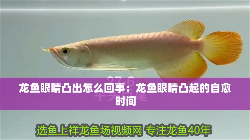 龍魚眼睛凸出怎么回事：龍魚眼睛凸起的自愈時(shí)間