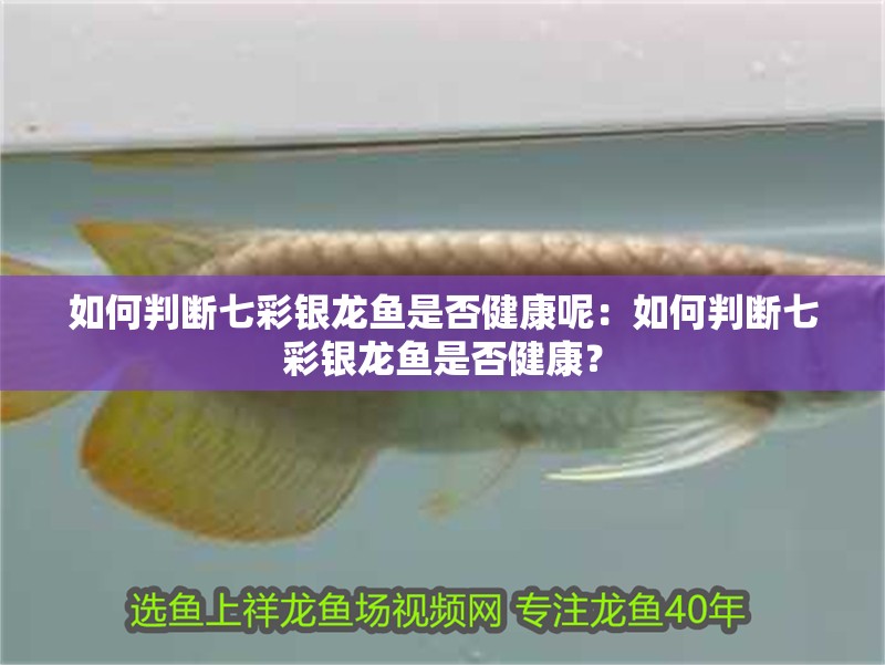 如何判斷七彩銀龍魚是否健康呢：如何判斷七彩銀龍魚是否健康？