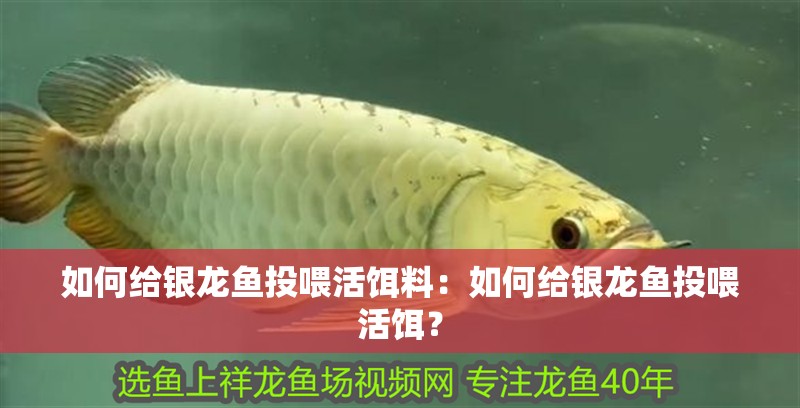如何給銀龍魚(yú)投喂活餌料：如何給銀龍魚(yú)投喂活餌？