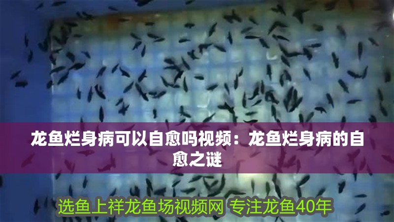 龍魚爛身病可以自愈嗎視頻：龍魚爛身病的自愈之謎