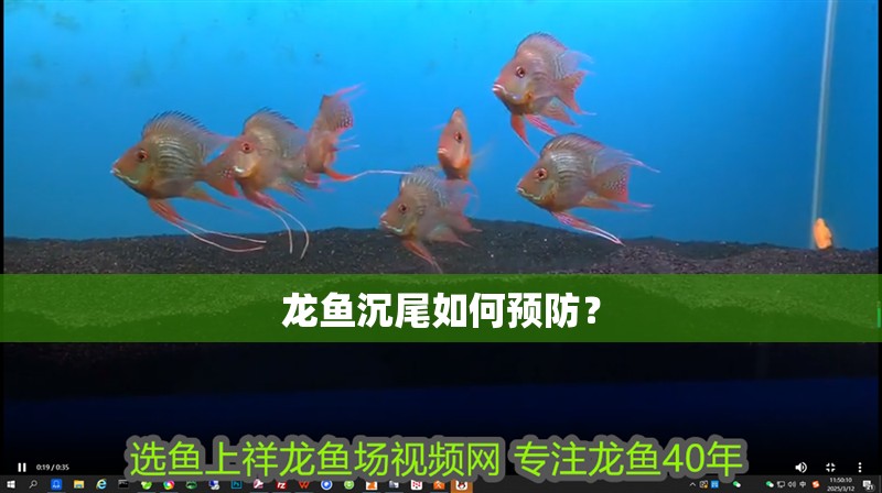 龍魚(yú)沉尾如何預(yù)防？