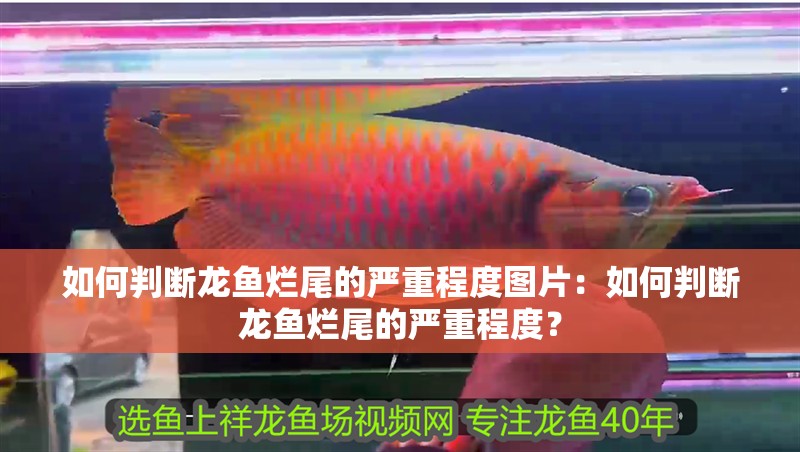 如何判斷龍魚爛尾的嚴重程度圖片：如何判斷龍魚爛尾的嚴重程度？