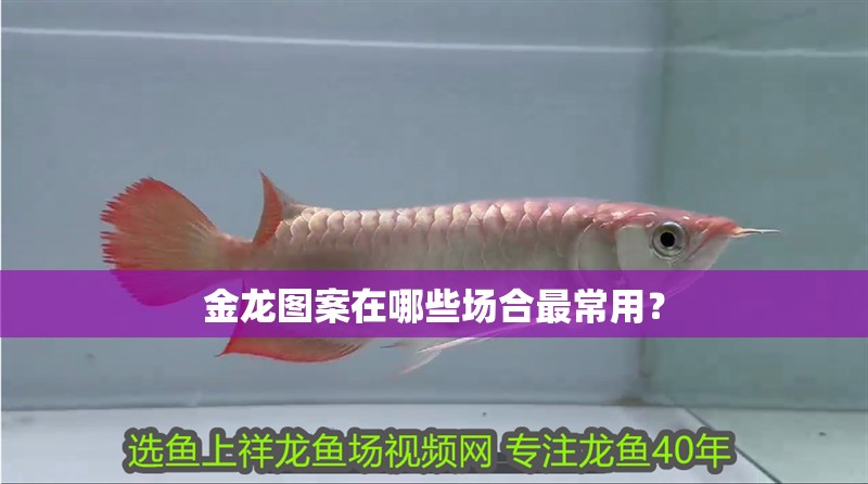 金龍圖案在哪些場合最常用？