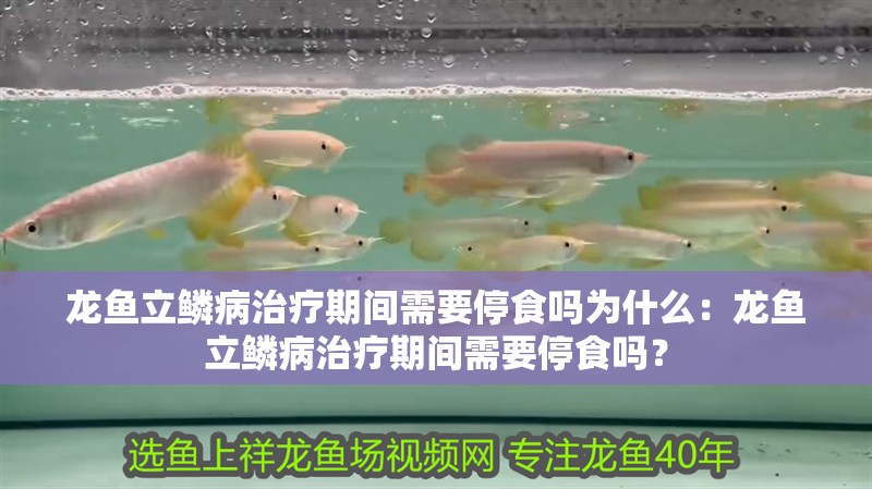龍魚立鱗病治療期間需要停食嗎為什么：龍魚立鱗病治療期間需要停食嗎？