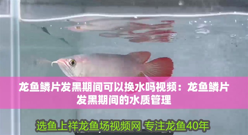 龍魚(yú)鱗片發(fā)黑期間可以換水嗎視頻：龍魚(yú)鱗片發(fā)黑期間的水質(zhì)管理