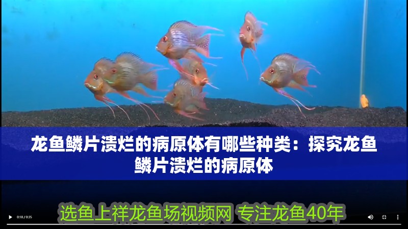 龍魚鱗片潰爛的病原體有哪些種類：探究龍魚鱗片潰爛的病原體