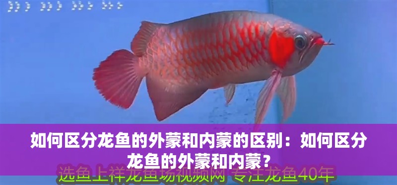 如何區(qū)分龍魚的外蒙和內(nèi)蒙的區(qū)別：如何區(qū)分龍魚的外蒙和內(nèi)蒙？