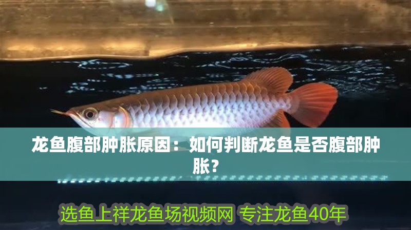 龍魚腹部腫脹原因：如何判斷龍魚是否腹部腫脹？
