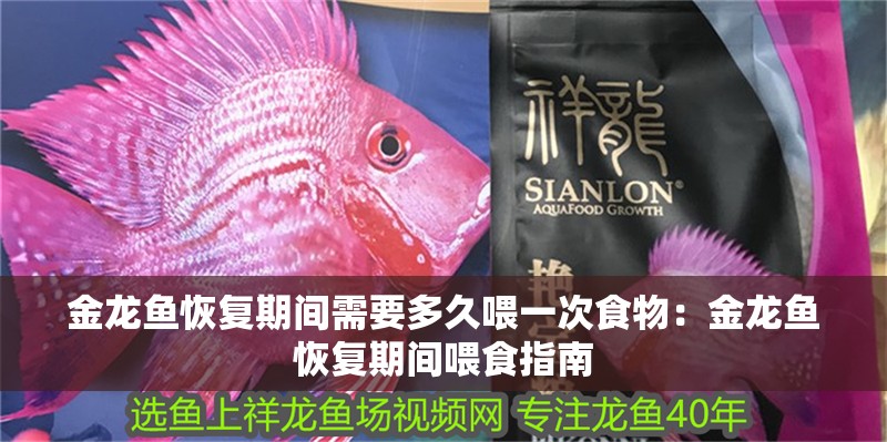 金龍魚恢復期間需要多久喂一次食物：金龍魚恢復期間喂食指南