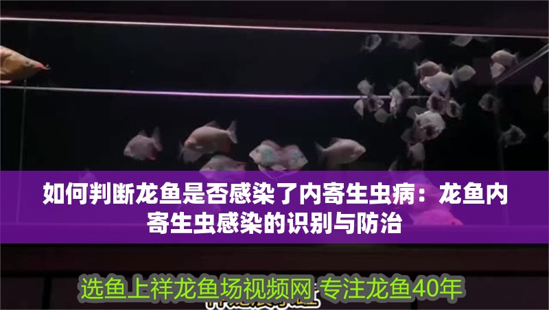 如何判斷龍魚是否感染了內寄生蟲病：龍魚內寄生蟲感染的識別與防治
