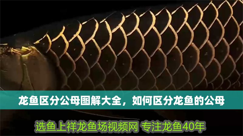 龍魚區(qū)分公母圖解大全，如何區(qū)分龍魚的公母