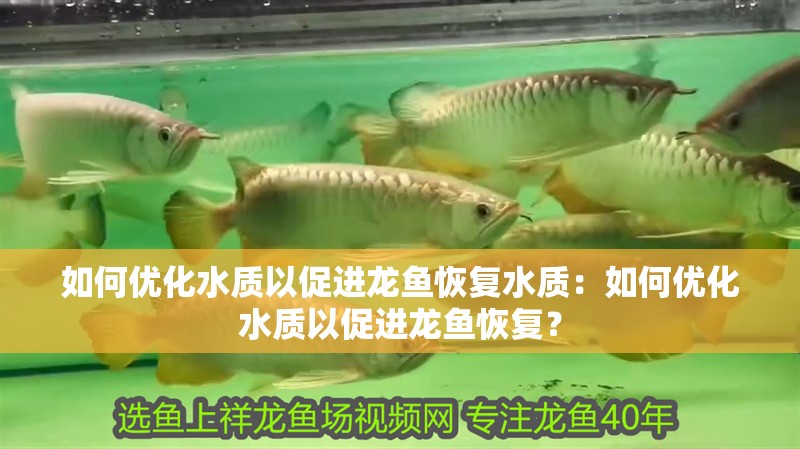 如何優(yōu)化水質(zhì)以促進(jìn)龍魚恢復(fù)水質(zhì)：如何優(yōu)化水質(zhì)以促進(jìn)龍魚恢復(fù)？