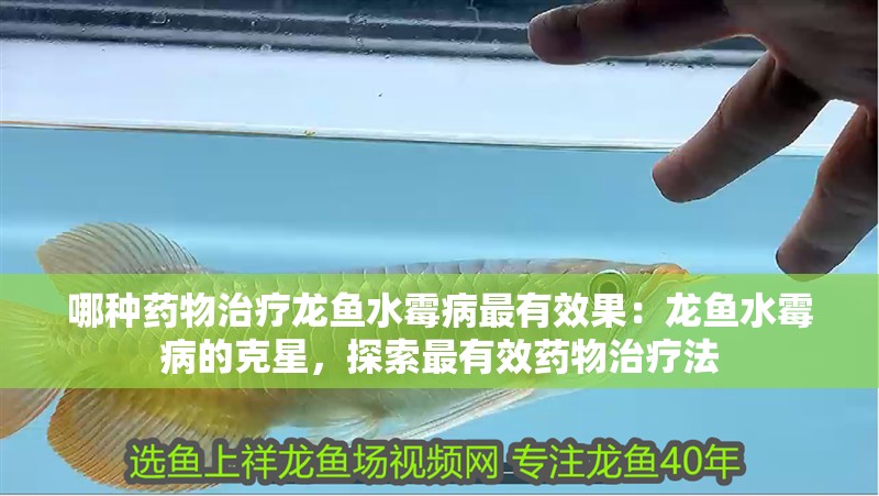 哪種藥物治療龍魚水霉病最有效果：龍魚水霉病的克星，探索最有效藥物治療法