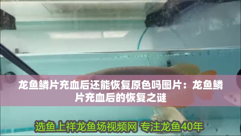龍魚鱗片充血后還能恢復原色嗎圖片：龍魚鱗片充血后的恢復之謎