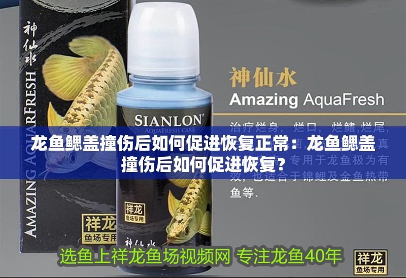 龍魚鰓蓋撞傷后如何促進恢復正常：龍魚鰓蓋撞傷后如何促進恢復？