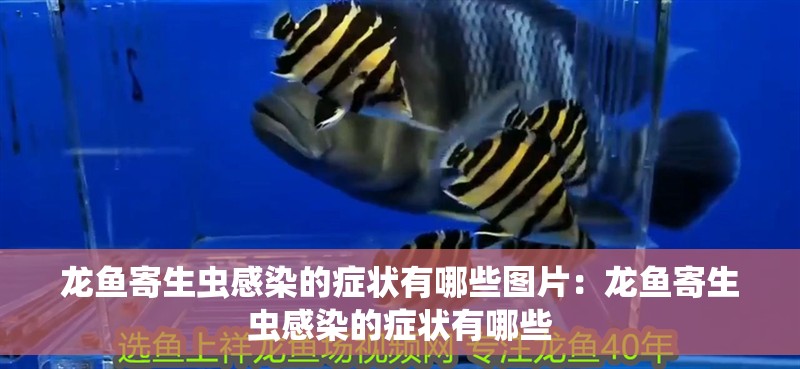 龍魚(yú)寄生蟲(chóng)感染的癥狀有哪些圖片：龍魚(yú)寄生蟲(chóng)感染的癥狀有哪些