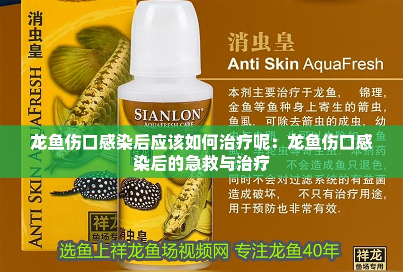 龍魚傷口感染后應(yīng)該如何治療呢：龍魚傷口感染后的急救與治療