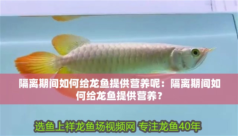隔離期間如何給龍魚(yú)提供營(yíng)養(yǎng)呢：隔離期間如何給龍魚(yú)提供營(yíng)養(yǎng)？