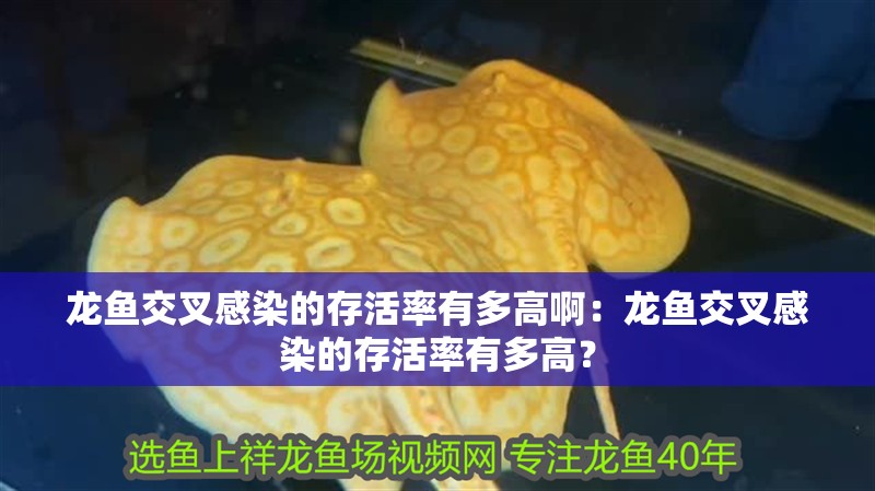 龍魚交叉感染的存活率有多高啊：龍魚交叉感染的存活率有多高？