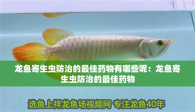 龍魚寄生蟲防治的最佳藥物有哪些呢：龍魚寄生蟲防治的最佳藥物