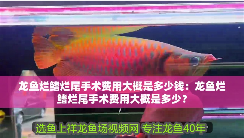 龍魚爛鰭爛尾手術費用大概是多少錢：龍魚爛鰭爛尾手術費用大概是多少？