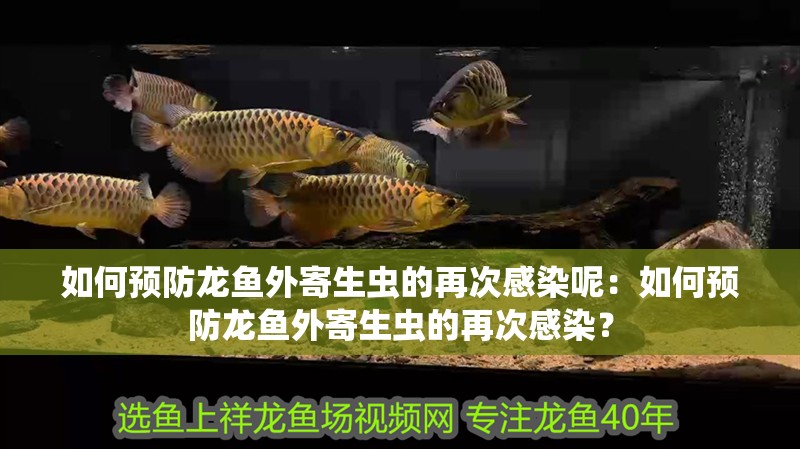 如何預防龍魚外寄生蟲的再次感染呢：如何預防龍魚外寄生蟲的再次感染？