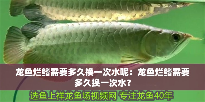 龍魚爛鰭需要多久換一次水呢：龍魚爛鰭需要多久換一次水？