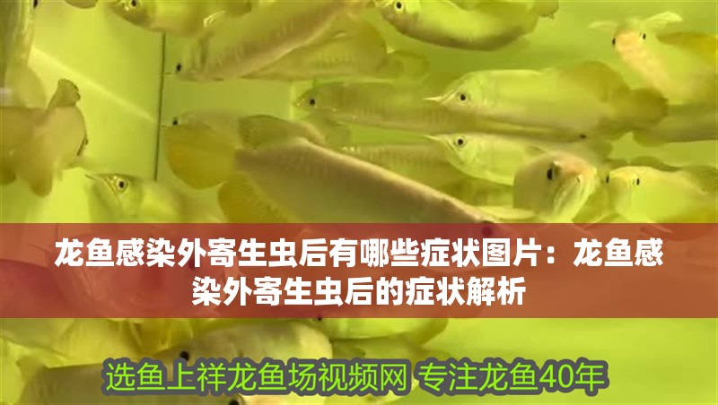 龍魚感染外寄生蟲后有哪些癥狀圖片：龍魚感染外寄生蟲后的癥狀解析