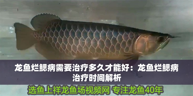 龍魚爛鰓病需要治療多久才能好：龍魚爛鰓病治療時間解析