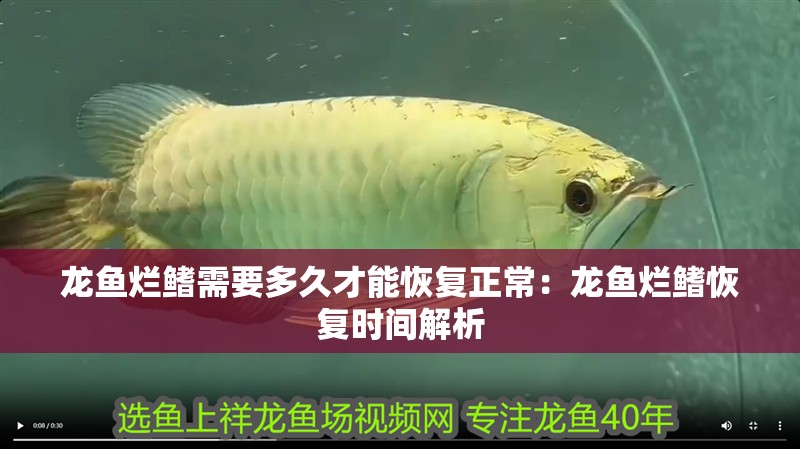 龍魚(yú)爛鰭需要多久才能恢復(fù)正常：龍魚(yú)爛鰭恢復(fù)時(shí)間解析