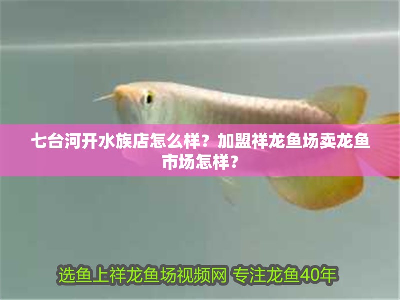 七臺河開水族店怎么樣？加盟祥龍魚場賣龍魚市場怎樣？