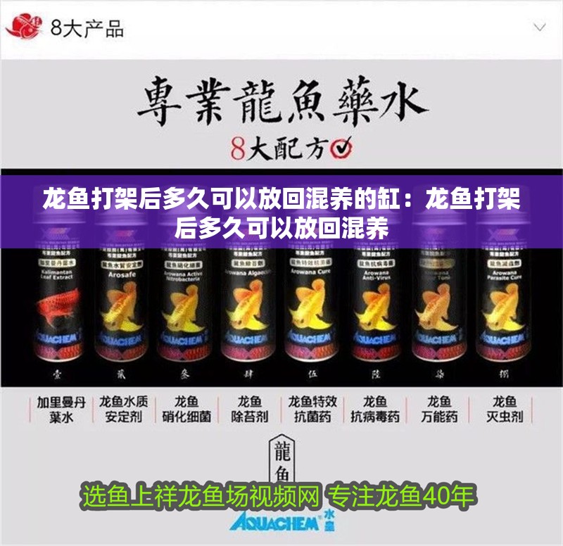 龍魚打架后多久可以放回混養(yǎng)的缸：龍魚打架后多久可以放回混養(yǎng)