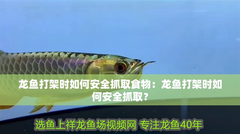 龍魚打架時如何安全抓取食物：龍魚打架時如何安全抓取？