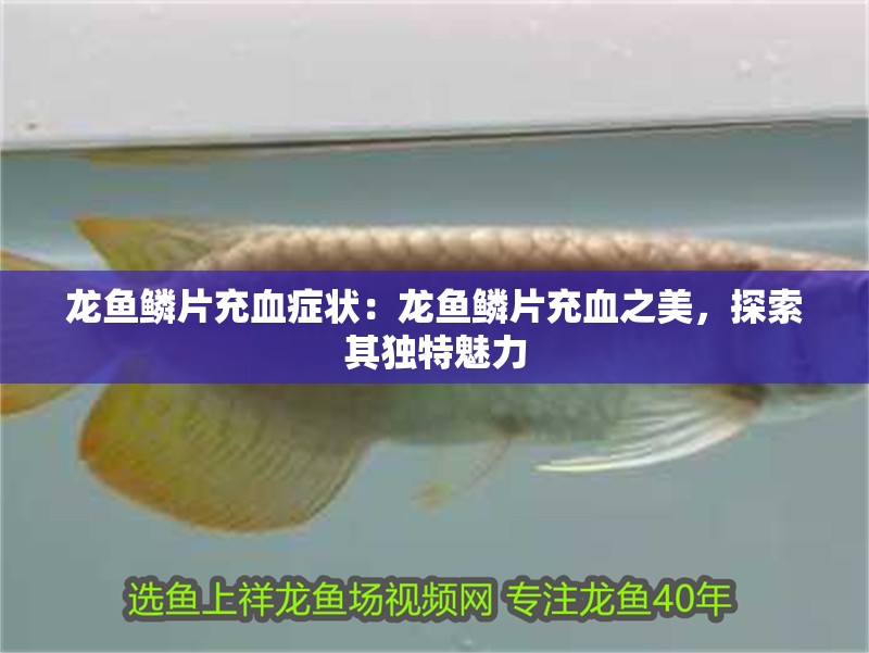 魚缸用增氧泵價格是多少:魚缸增氧機-xtrac增氧機-xtrac增氧機 龍魚鱗片充血癥狀:龍魚鱗片充血之美,探索其獨特魅力 水族問答 龍魚鱗片充血癥狀:龍魚鱗片充血之美,探索其獨特魅力 龍魚鱗片充血癥狀:龍魚鱗片充血之美,探索其獨特魅力 水族問答