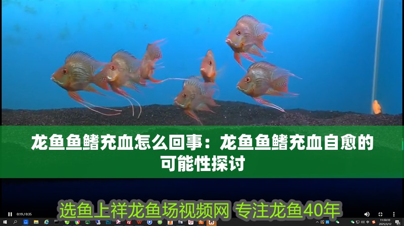 龍魚(yú)魚(yú)鰭充血怎么回事：龍魚(yú)魚(yú)鰭充血自愈的可能性探討