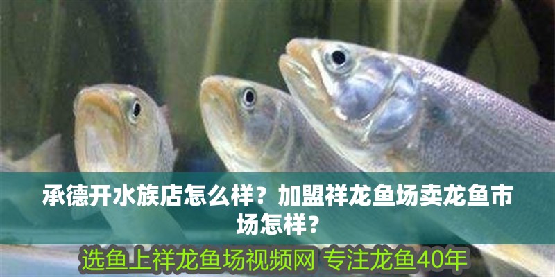 承德開水族店怎么樣？加盟祥龍魚場賣龍魚市場怎樣？