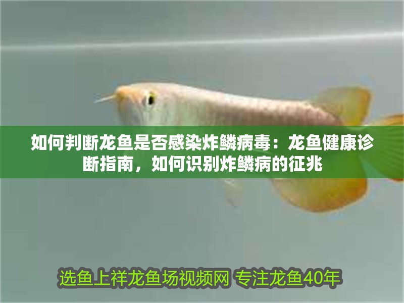 如何判斷龍魚是否感染炸鱗病毒：龍魚健康診斷指南，如何識(shí)別炸鱗病的征兆