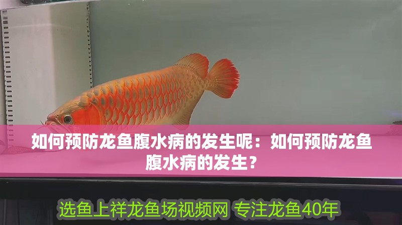 如何預防龍魚腹水病的發生呢：如何預防龍魚腹水病的發生？