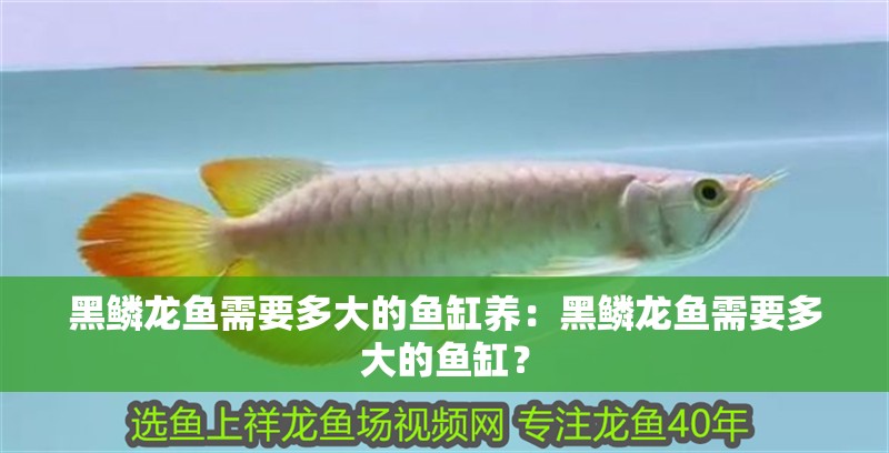 黑鱗龍魚需要多大的魚缸養：黑鱗龍魚需要多大的魚缸？