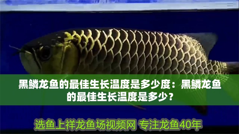 黑鱗龍魚的最佳生長溫度是多少度：黑鱗龍魚的最佳生長溫度是多少？