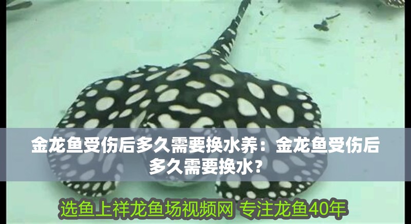 金龍魚受傷后多久需要換水養：金龍魚受傷后多久需要換水？