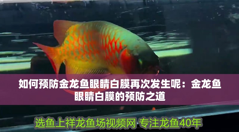 如何預防金龍魚眼睛白膜再次發生呢：金龍魚眼睛白膜的預防之道