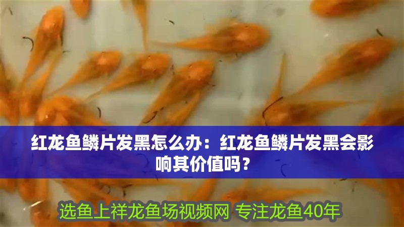 紅龍魚鱗片發黑怎么辦：紅龍魚鱗片發黑會影響其價值嗎？
