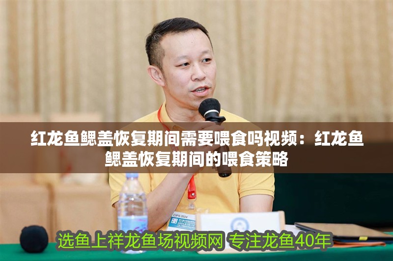 紅龍魚鰓蓋恢復期間需要喂食嗎視頻：紅龍魚鰓蓋恢復期間的喂食策略